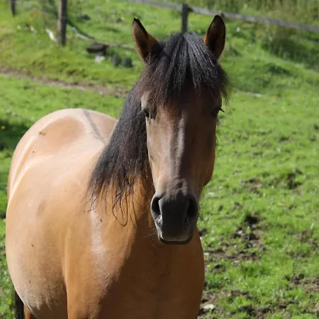 Richard Apartmán Lennestadt