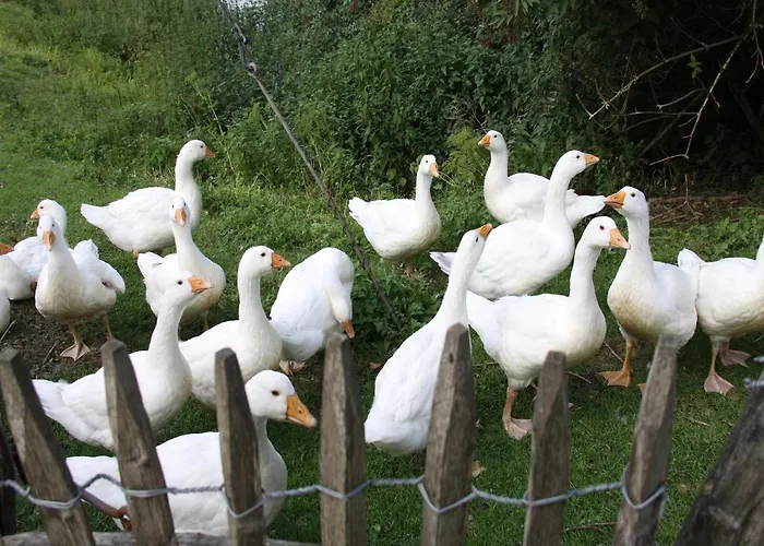 Apartamento Richard *